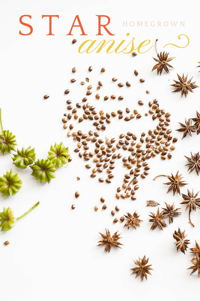 How to Grow Star Anise, Requirements for Growing Star Anise Everything About Garden