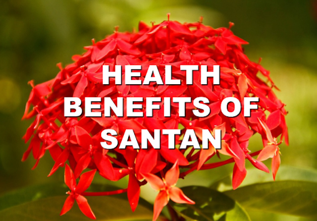 Featured image of post View 18 Santan Plant Philippines