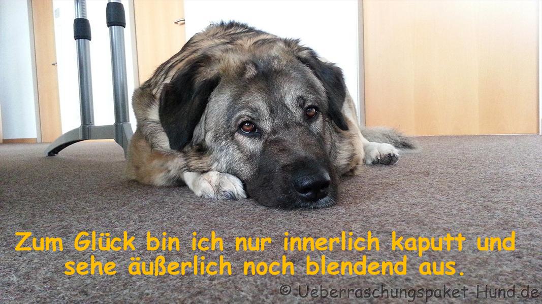 Überraschungspaket Hund ein Hundeblog der zeigt, wie unterschiedlich