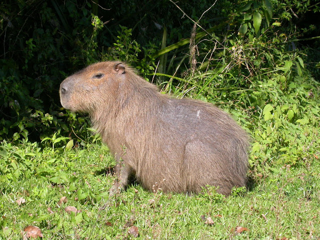 Hydrochaerus hydrochaeris Hydrochaerus hydrochaeris