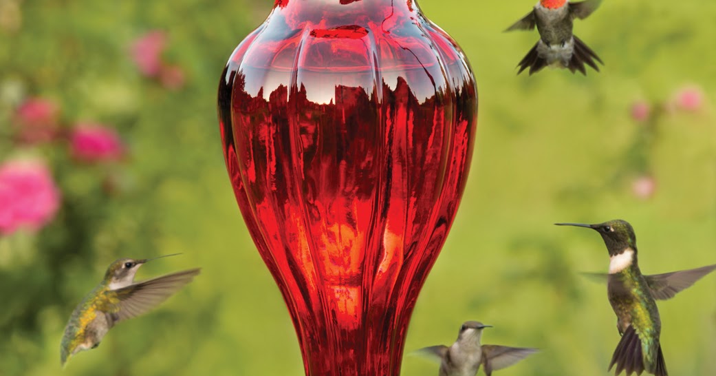 Hummingbird feeder care
