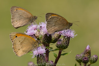 Naturfotografie Schmetterling Ochsenauge