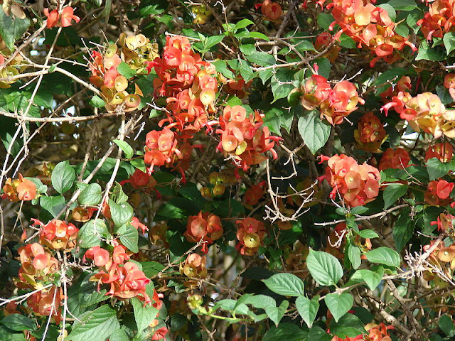 Chapéu-chinês-Holmskioldia