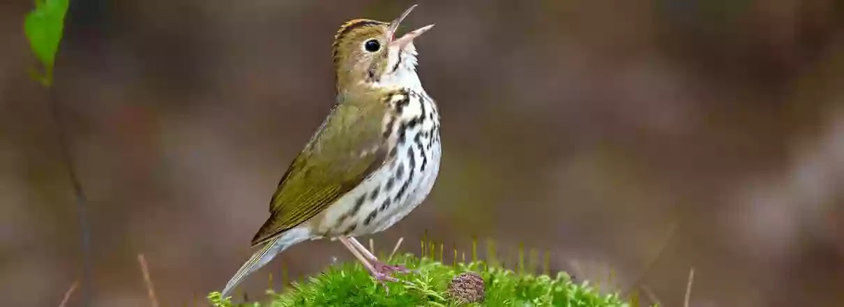 The Oven Bird By Robert Frost Summary Analysis the-oven-bird-by-robert-frost-summary-analysis