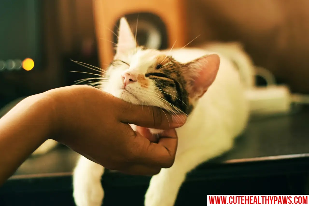 How to train cats not to bite in five steps Cute Healthy Paws