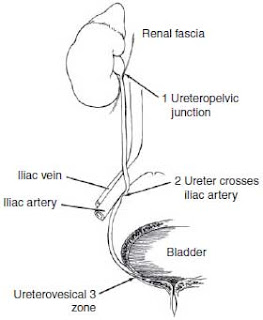 Course of the ureter anatomy