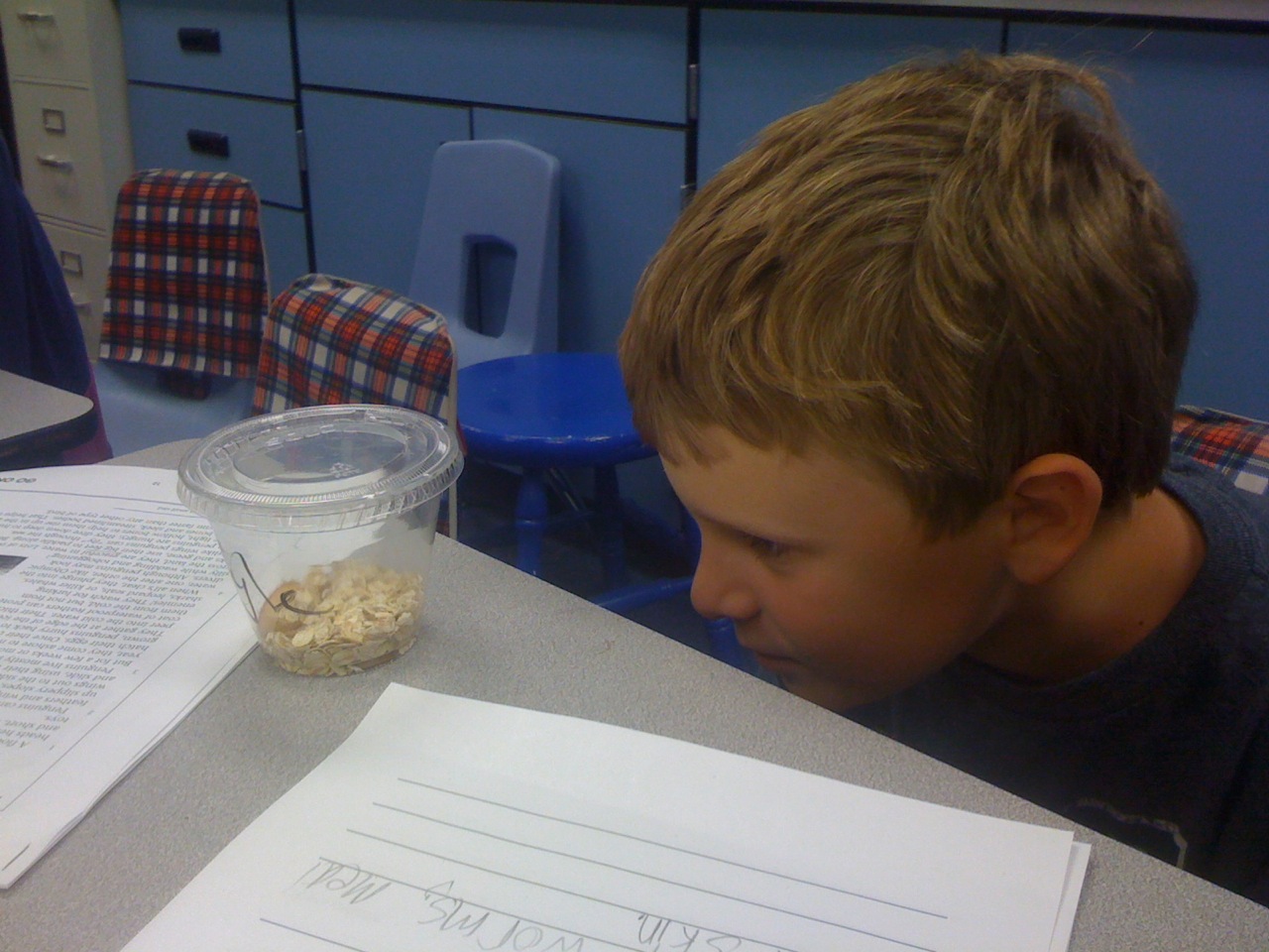 Mensing Mealworms