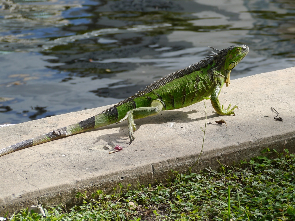 Canal Fort Lauderdale Iguane