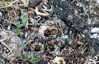 Well-camouflaged Baird's Sandpiper chicks - USFWS