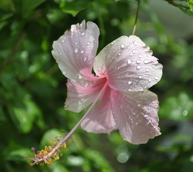 395+ Flower Images Download Flower Dp, DP Images GOODMORNINGIMAGESS