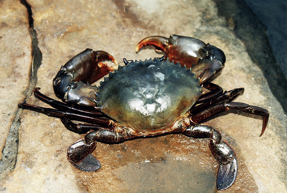 Soft Shell Mud Crab Production System for Farming Soft Shell Crab