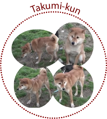 This Is The Real Japanese Dog Shibainu