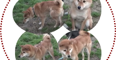 This Is The Real Japanese Dog Shibainu