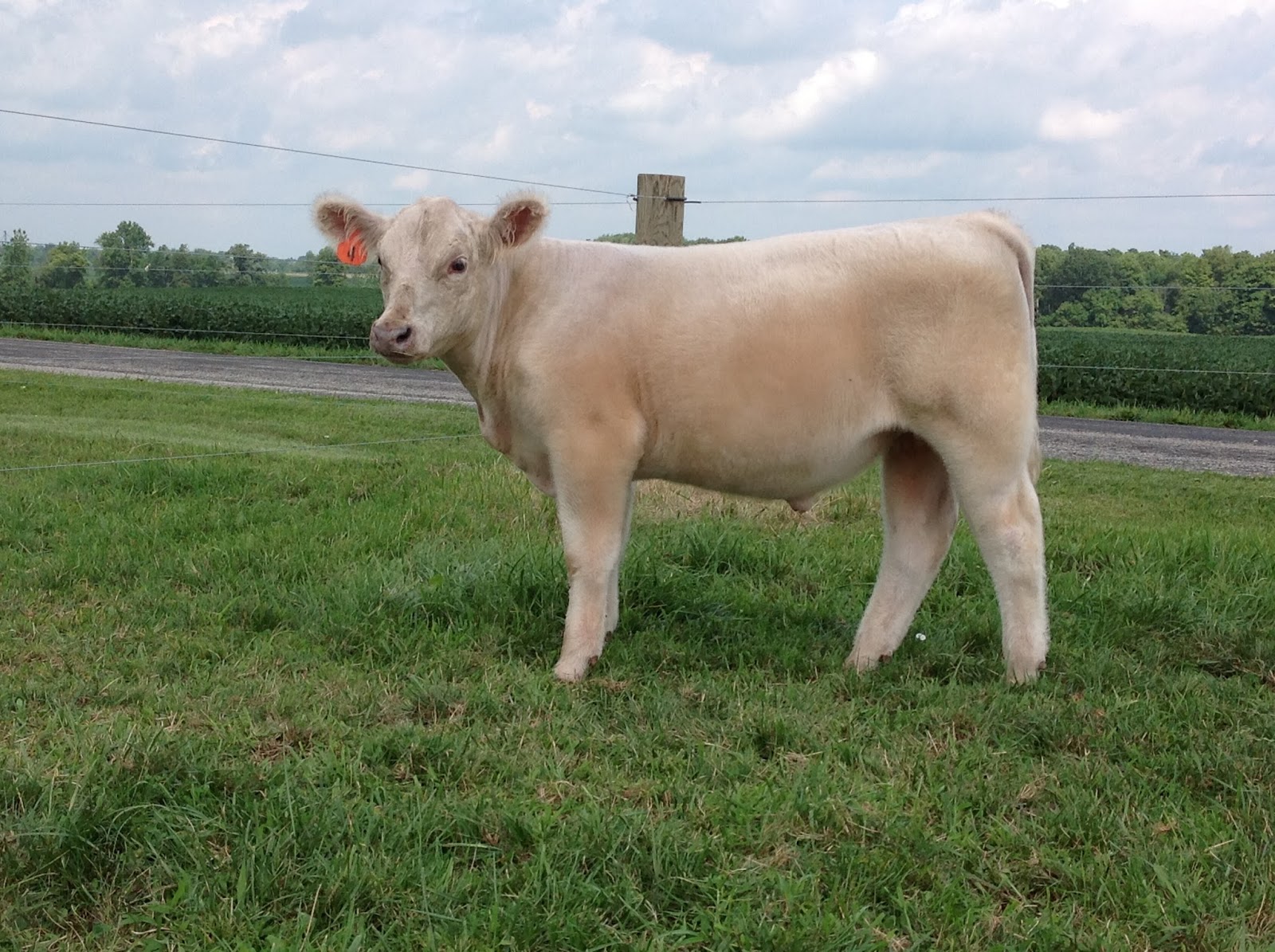 Fall Private Treaty Sale