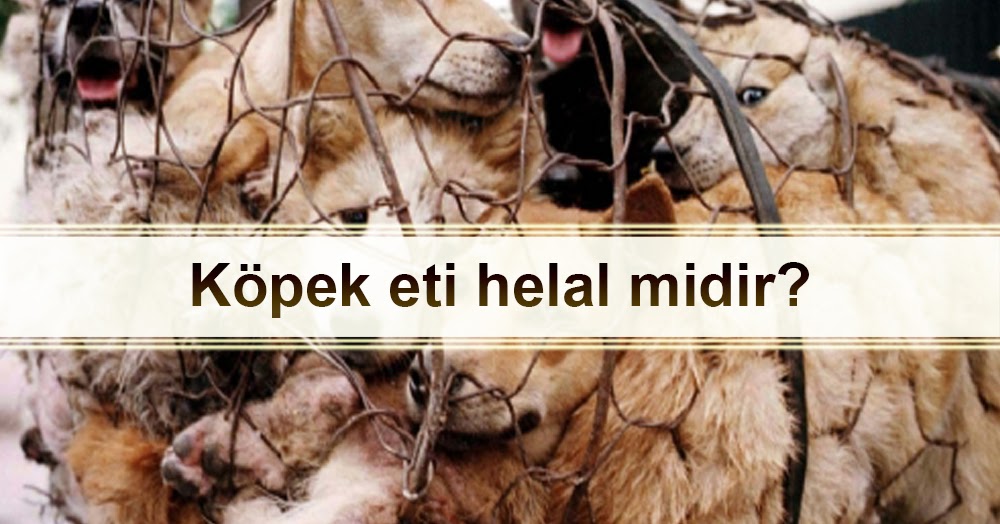 4 haram varsa köpek yenir mi? Bumudin