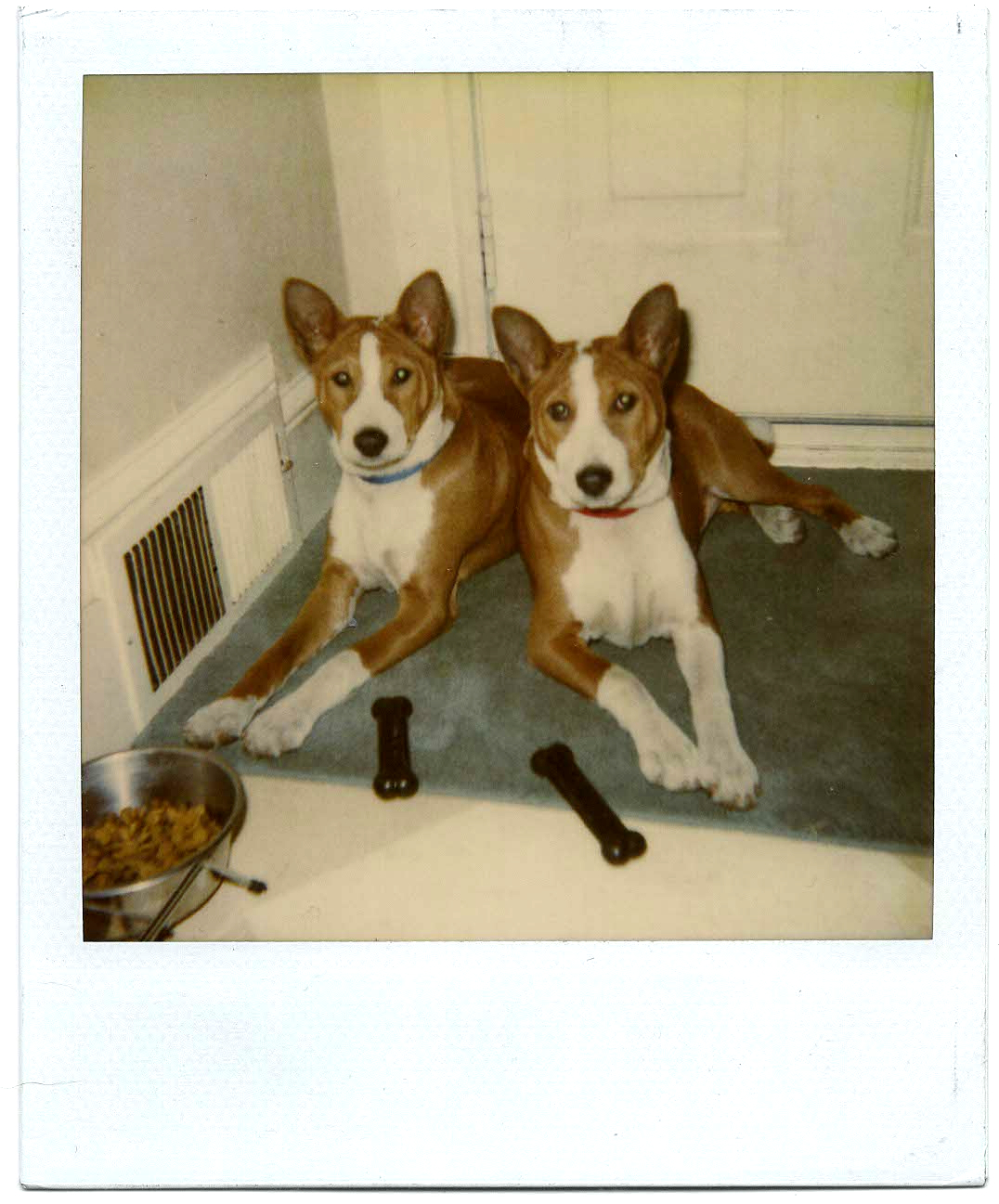 Papergreat Mystery Polaroid of two dogs
