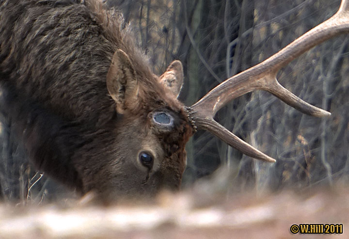 Pennsylvania Wildlife Photographer: Pennsylvania Bull Elk Now Shedding