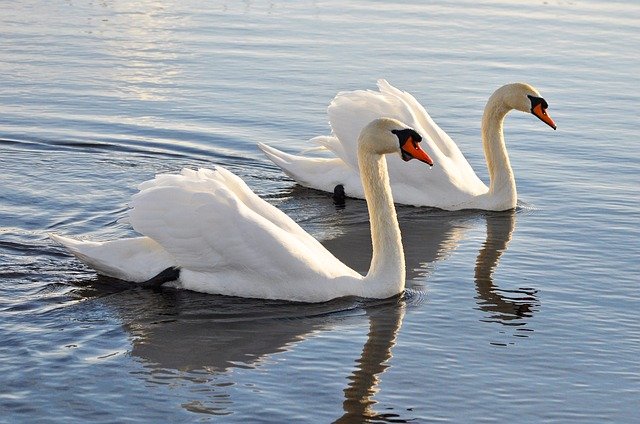 Mute Swans are large white birds that can be dangerous if they attack.