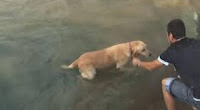 Hayvanseverlik Budur! Zavallı Bir Köpeğin Mucize Kurtuluşu Hayvanseverlik Budur! Zavallı Bir Köpeğin Mucize Kurtuluşu