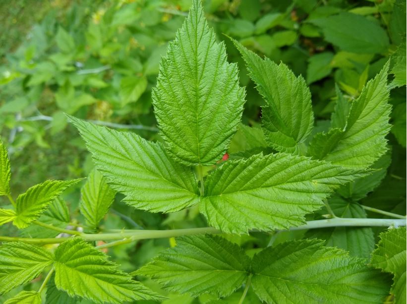 The Woodsman's Journal Online Three Sawtoothed Leaves, Thorns...Not