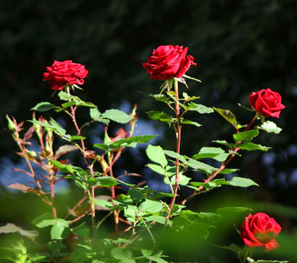 gambar bunga mawar 45