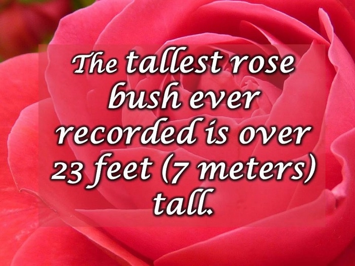 kezzela 2 Interesting facts about roses