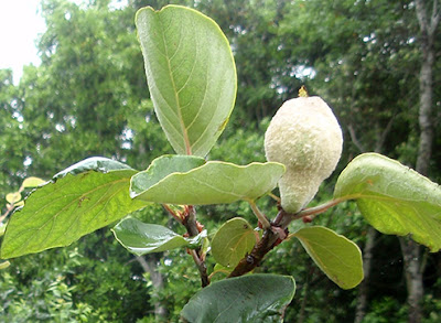 Fruto del membrillero aún verde