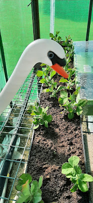 Watering mangetout