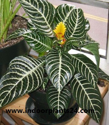 Aphelandra Squarrosa Acanthaceae ZEBRA PLANT Guide Care Propagation