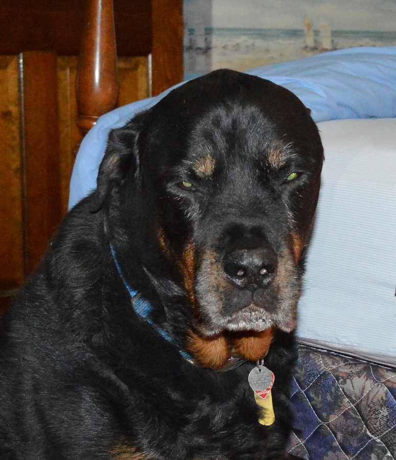 Living with Rottweilers: We celebrate another birthday milestone. Our ...