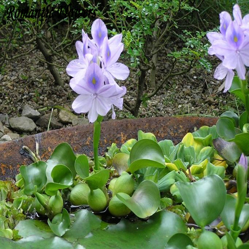 New Water Hyacinth Seeds, Best Germinate Pond Aquarium Seeds 100 pcs