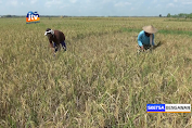 Awal Kemarau, Ratusan Hektar Padi Di Bojonegoro Gagal Panen