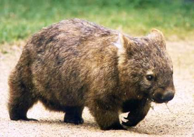 Lasiorhinus krefftii (Wombat del Norte)