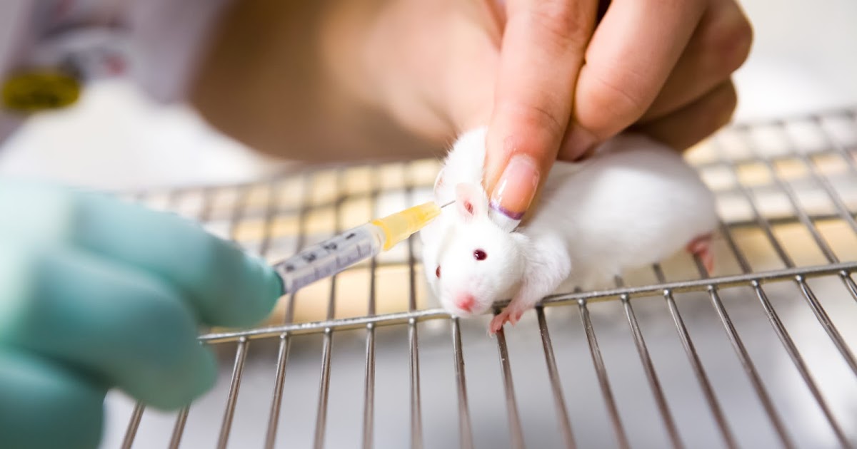 New Rising Market of Laboratory Mouse Market Report with Top Companies Analysis like Jackson