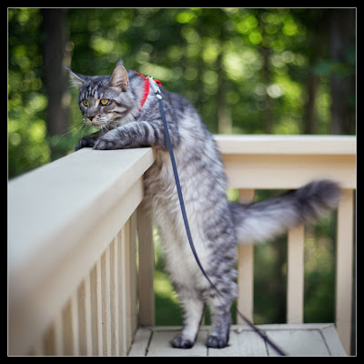 Maine coons, Stalone and Shiva, walking outside