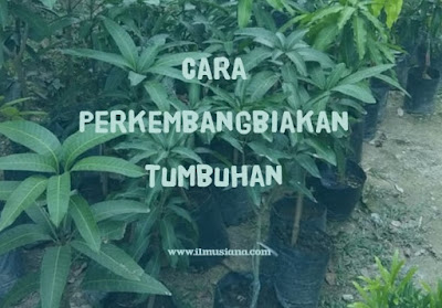 Cara Perkembangbiakan Tumbuhan