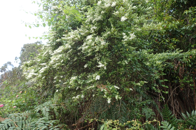 Plants Blog Ligustrum Ovalifolium Privet