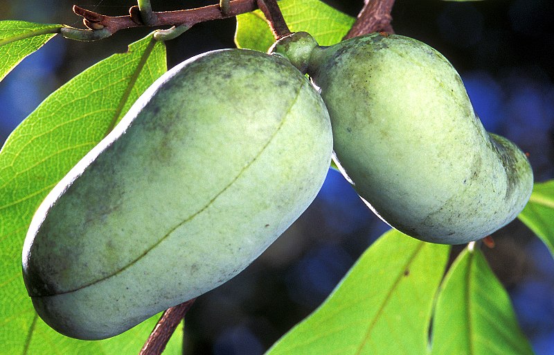 Valley Girl Views Pennsylvania's "Tropical Fruit" The Pawpaw