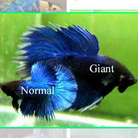 Ikan Cupang Giant