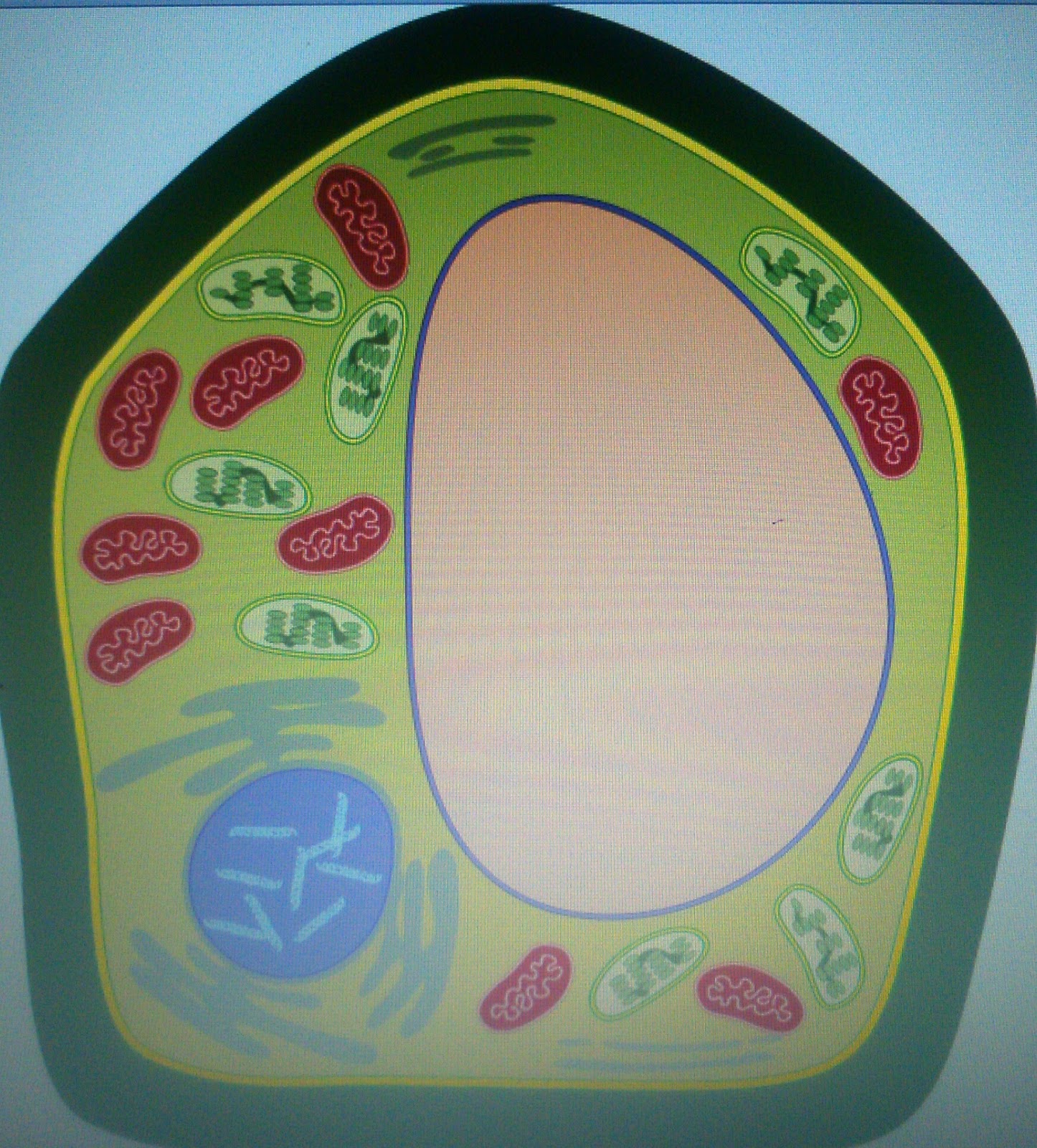 Ana te ayuda: A jugar! Las partes de la célula..