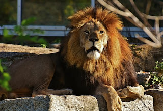 Lion Images Lion Images