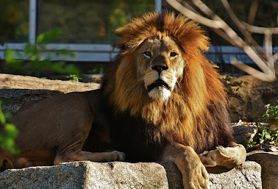 Lion Images Lion Images