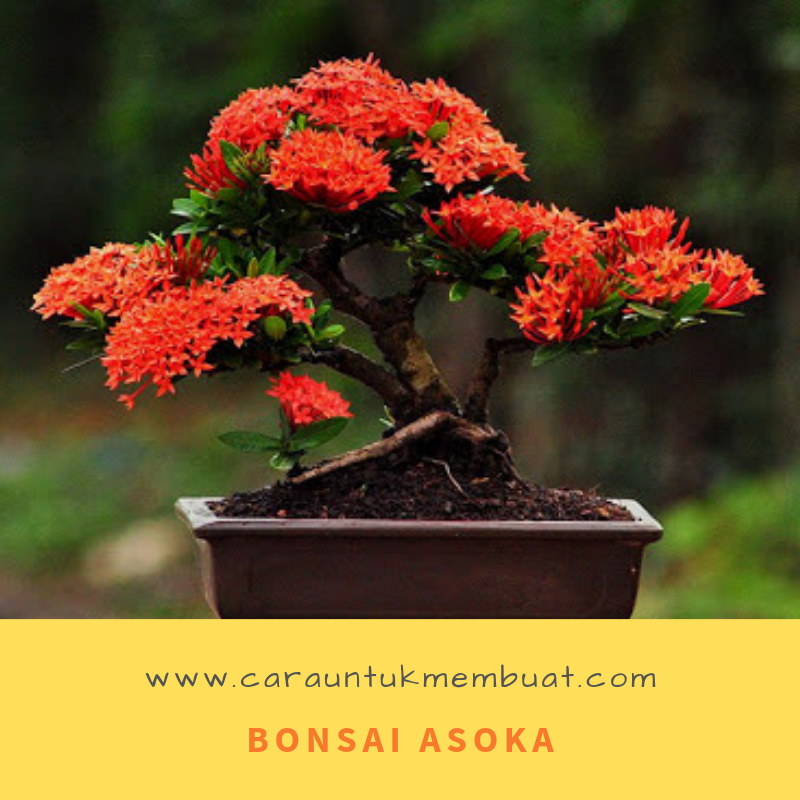 45+ Gambar Bonsai Bunga Asoka yang Banyak Dicari Informasi Seputar