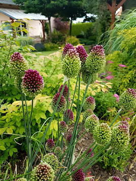 ČESNEK KULATOHLAVÝ-allium sphaerocephalon