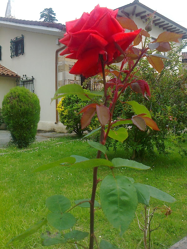 ROSAL EN UN JARDÍN DE LIÉRGANES (CANTABRIA)