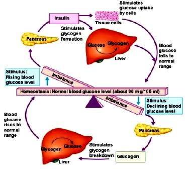 Sabre Brains: The Pancreas!