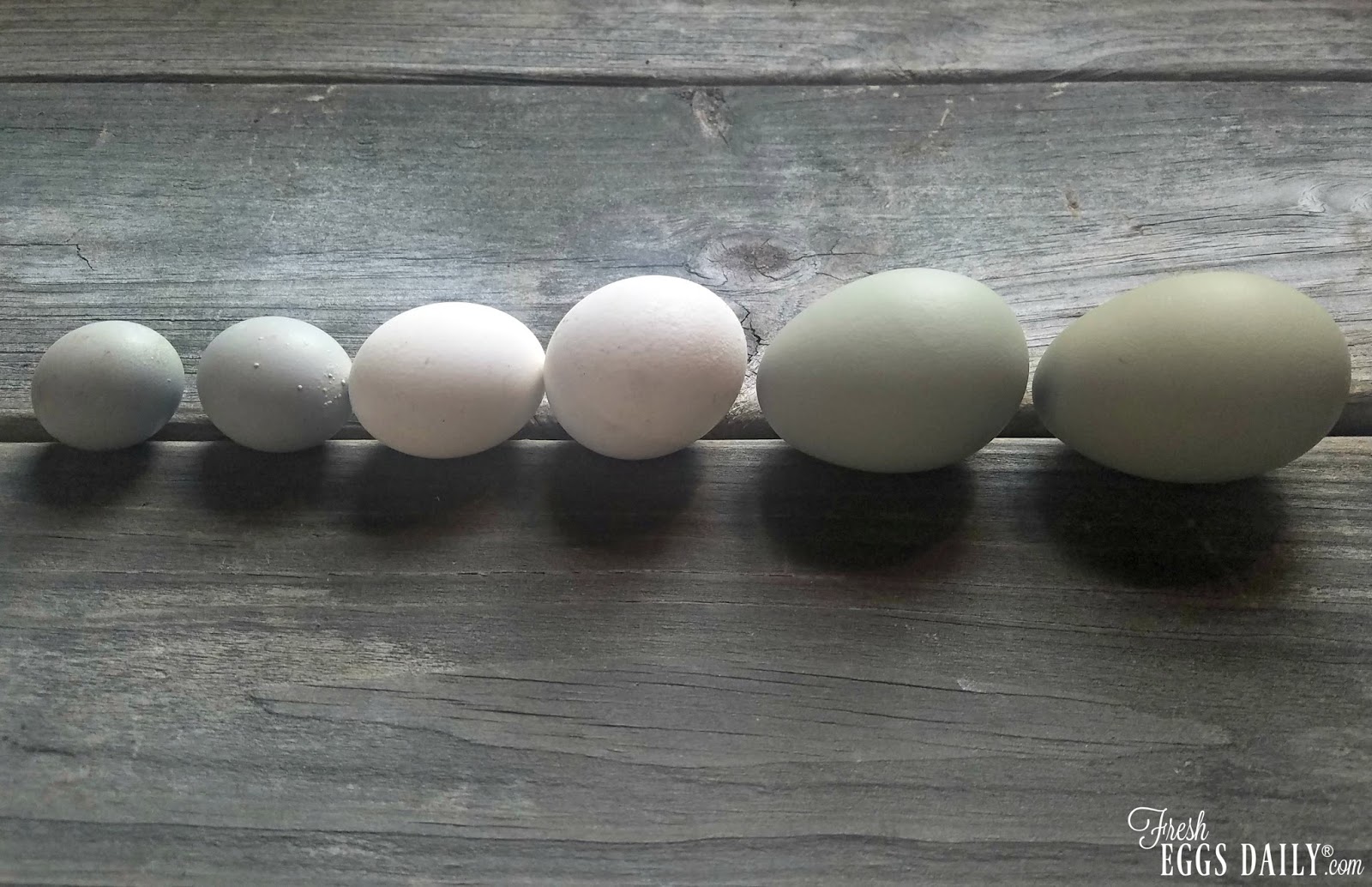 What are Fairy Eggs and Why Do Chickens Lay Them? Fresh Eggs Daily® with Lisa Steele