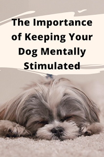 The Importance of Keeping Your Dog Mentally Stimulated