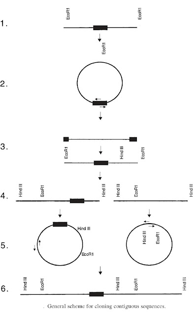chain reaction cycle scheme