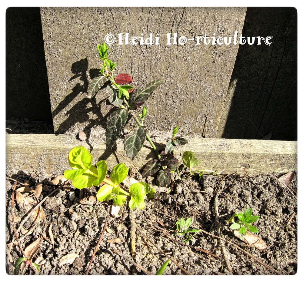 Plantpostings Plant Of The Month Purple Wintercreeper